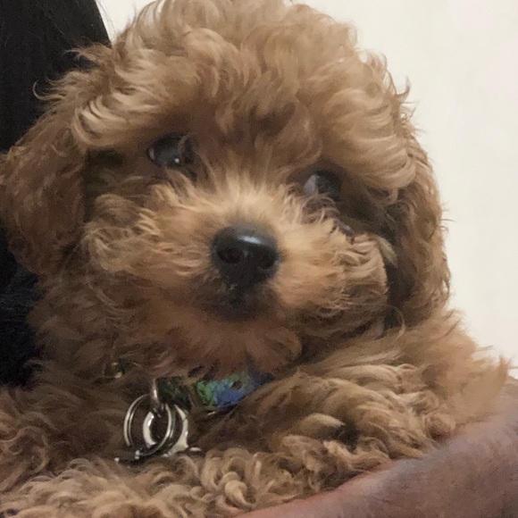 Meet your Posher, Sekennia - Picture 1 of 1